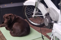 Bougiekabel-puch-vs50d